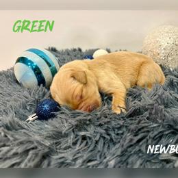 Green Collar - Golden male Golden Retriever puppy in Kenyon, Minnesota from Double W Golden Retrievers