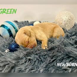 Green Collar - Golden male Golden Retriever puppy in Kenyon, Minnesota from Double W Golden Retrievers