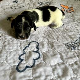 Thunder - Black and cream male Dachshund puppy in Wolf Lake, Indiana from Canisteo Dachshunds