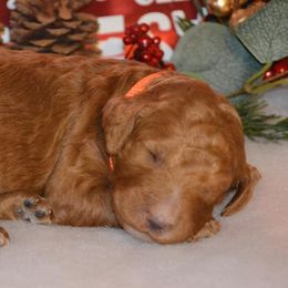 Poodles from Big Piney Poodles