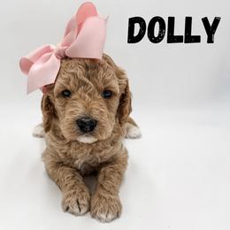 Dolly - Apricot female Goldendoodle puppy in Eagle Mountian, Utah from The Puppy Family