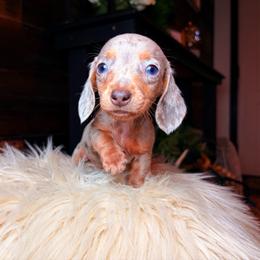 Starlette - Dapple female Dachshund puppy in Washburn, Tennessee from Clinch Mountain Dachshunds