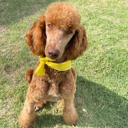 Poodle puppies from Amore’ Poodle Co.