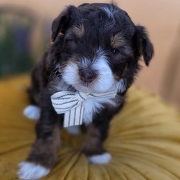 Zachary - Tri-color male Bernedoodle puppy in Decatur, Tennessee from Diamond's Doodles