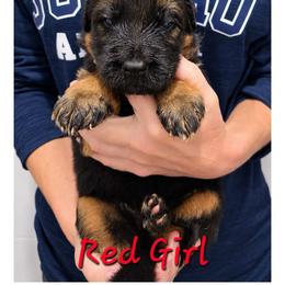 Red Girl - Black and red female German Shepherd puppy in Lewistown, Missouri from Ewig Krieger Kennels