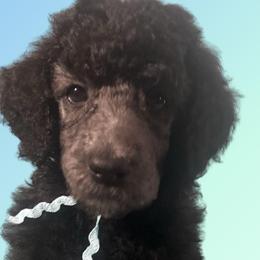 Alastor - Black male Poodle puppy in Baltimore, Maryland from Steinrock’s Standards