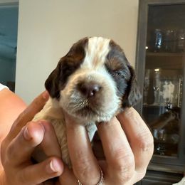 Boy 1 - Liver white and tan male English Springer Spaniel puppy in Fort Meade, Florida from Lake in the Hills Springers