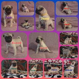 Pugs from Sundance Pugs