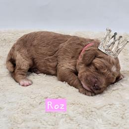 Roz - Red  female Goldendoodle puppy in Neillsville, Wisconsin from Granton Creek