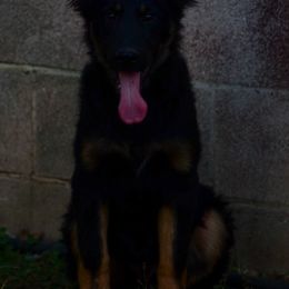 Boy 1 - German Shepherd puppy from Vom Wolff