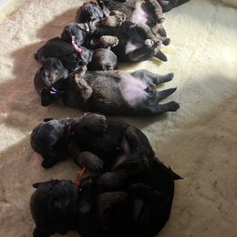 Border Terrier and Jack Russell Terrier Puppies from Cedar Run Border terriers