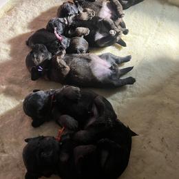 Border Terrier and Jack Russell Terrier Puppies from Cedar Run Border terriers