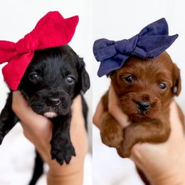 Female Pick 2 - Black and white female Cavapoo puppy in Melbourne, Florida from Space Coast Doodle Co.