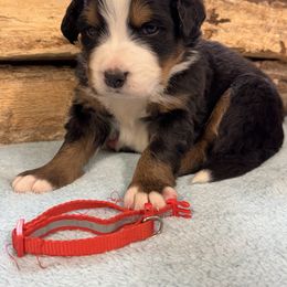 Red - Black rust and white male Bernese Mountain Dog puppy in Delton, Michigan from Rocky Top Acres