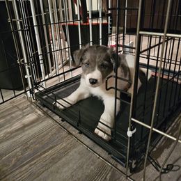 Boy 2 - Blue Border Collie puppy in Chino Valley, Arizona from Dog Pond Border Collies