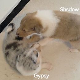 Shadow - Sable merle male Collie puppy in Lafayette, Indiana from Katrina's Collies