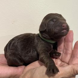 Green collar girl - Chocolate female Goldendoodle puppy in Fairfield, California from Twin Sisters Doodles