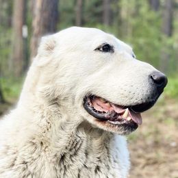 Central Asian Shepherd Dog All Grown Up from Alabaivalley