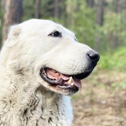 Central Asian Shepherd Dog All Grown Up from Alabaivalley