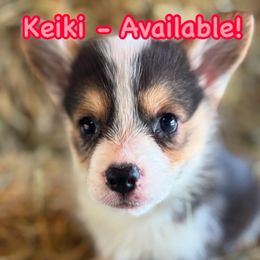 Keiki - White and black female Pembroke Welsh Corgi puppy in Asheville, Florida from Double C Corgi's