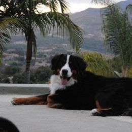 Bernese Mountain Dogs from Ebnet Bernese
