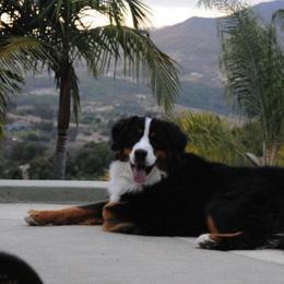 Bernese Mountain Dogs from Ebnet Bernese