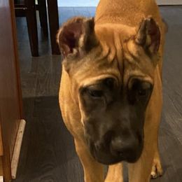 Cane Corso from Impero 212