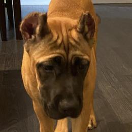 Cane Corso from Impero 212