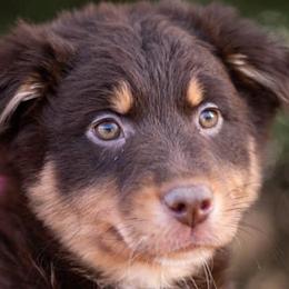 Red Merle Male - Red tri-color Australian Shepherd puppy in Tribby, Oklahoma from DNA 16B Aussie Farms