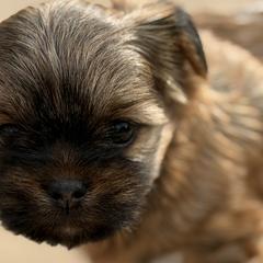 Shorkies and Yorkshire Terriers from Yorkies of Escondido