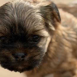 Shorkies and Yorkshire Terriers from Yorkies of Escondido