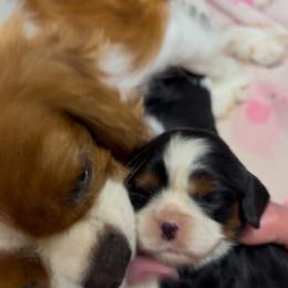 Francis - Tri-color male Cavalier King Charles Spaniel puppy in Sandstone, Minnesota from Peaceful Garden Cavaliers