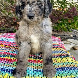 Aussiedoodle, Australian Shepherd, Bernedoodle, Cockapoo, and Poodle Puppies from Sis' Doodles & Poodles