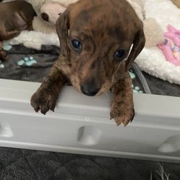 Dachshund Puppies from Bella’s Puppies