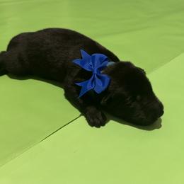 Girl 6 - female Belgian Malinois puppy in Orange, Texas from Tactimal K9 Kennels