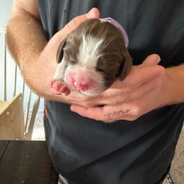 Girl 3 - Liver and white female English Springer Spaniel puppy in Wells, Vermont from Everyday Sunshine Springers