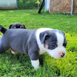 Captain Morgan - Blue tri-color female American Bully puppy in Jefferson, Ohio from Blue Fury's