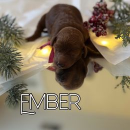 Ember - Poodle puppy from Wolfe Island Poodles