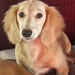 Dachshund All Grown Up from FloriDachs Miniature Dachshunds