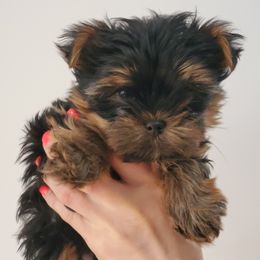 Yorkshire Terrier Puppies from Redwood Puppies