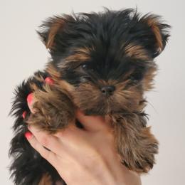 Yorkshire Terrier Puppies from Redwood Puppies