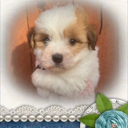 Male puppy2 - Tri-color male Coton de Tulear puppy in Yuba City, California from Sutter Buttes Coton De Tulear
