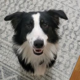 Nyx - Australian Shepherd