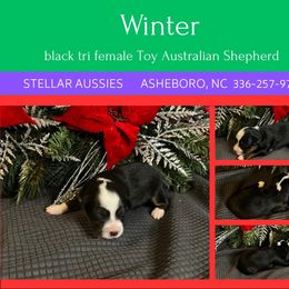 Winter - Black female Toy Australian Shepherd puppy in Asheboro, North Carolina from Stellar Aussies