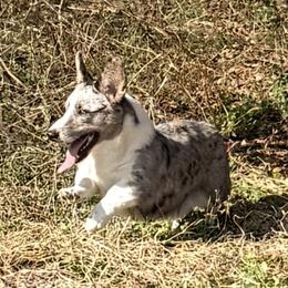 Toui - Cardigan Welsh Corgi