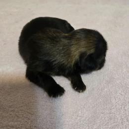 Lil boy 1 all black - Black male Shih Tzu puppy in Roanoke, Virginia from Adeline Joys Shih tzus of Roanoke Virginia