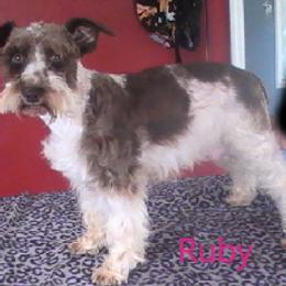 Ruby - Miniature Schnauzer
