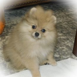 Pomeranian Puppies from Debbie Wilske