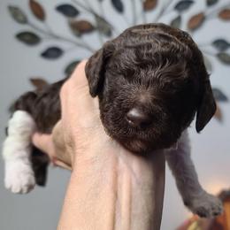 Purple Collar - Parti male Poodle puppy in Colorado Springs, Colorado from Silly's Standard Poodles