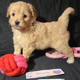 Miracle - Apricot female Maltipoo puppy in Sahuarita, Arizona from Cowgirl's Legacy Maltipoos